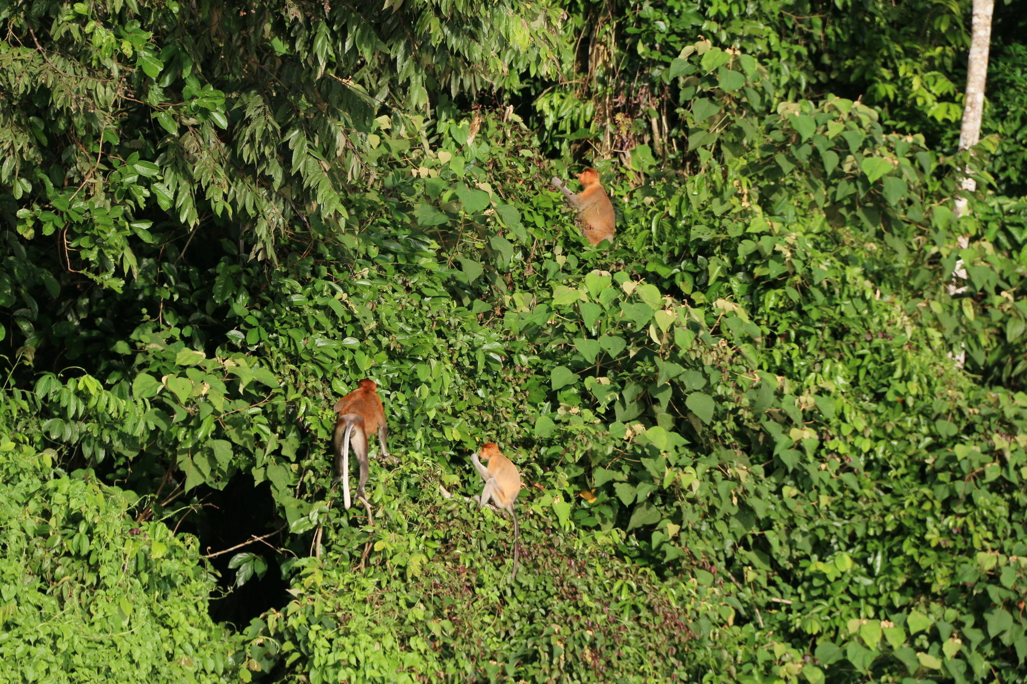 Borneo Natural Sukau Bilit Resort Exterior photo